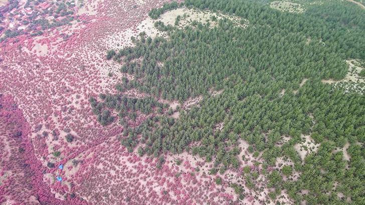 Zakkumlar çiçek açtı, dağlar renklendi