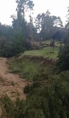 Sivas’ta hortum; ormanda ağaçlar devrildi