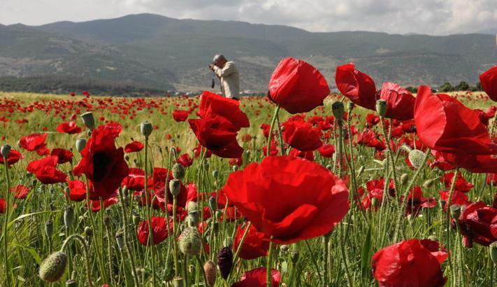 Gelinciklerin oluşturduğu manzara ilgi çekti
