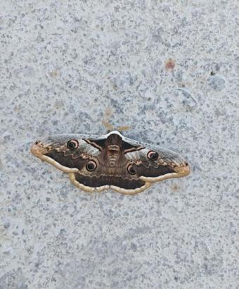 Tavus kelebeğini kanatlarındaki desenler kuşlardan koruyor