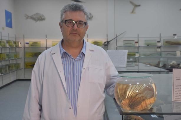 Aslan balığı artışı, yerli türleri tehdit ediyor