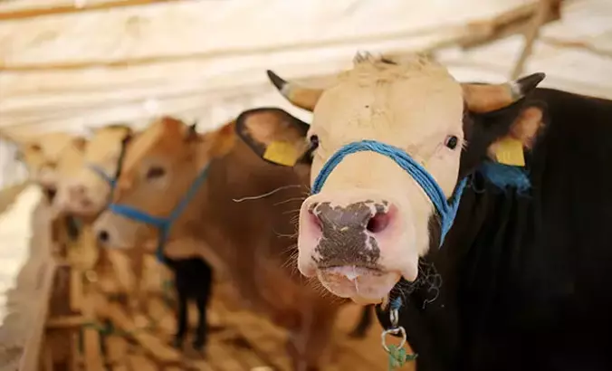 Vekaletle kurban bedeli yurt içi 11 bin 750, yurt dışı 4 bin 750 lira oldu