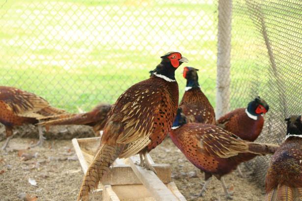 Kenelerle mücadele için keklik ve sülün üretiliyor