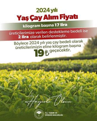 Tarım ve Orman Bakanlığı: 2024 yılı yaş çay alım fiyatı kilogram başına 17 lira olarak belirlendi