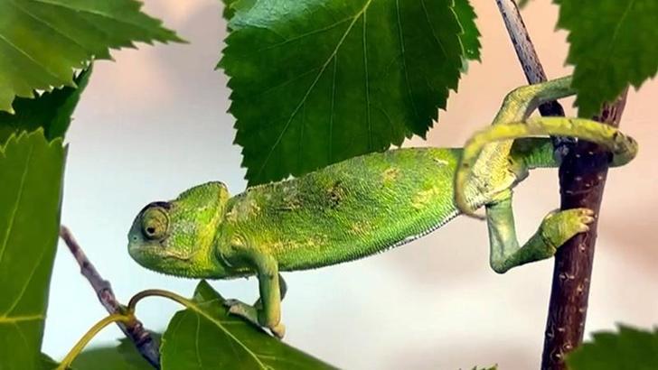 Maydanoz kasasında 1200 kilometre yolculuk yapan bukalemun, doğal yaşam alanına gönderildi