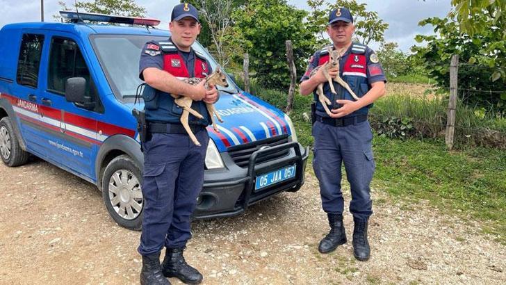 Amasya'da jandarmanın bitkin halde bulduğu 2 yavru karaca, tedaviye alındı