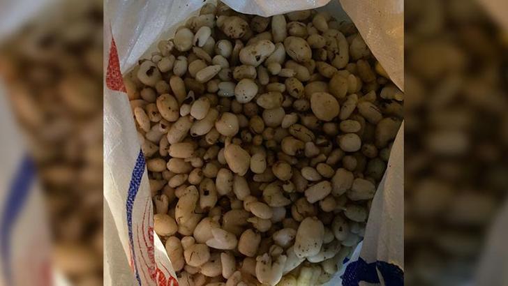 Araçta 86 kilo salep soğanı ele geçirildi; 387 bin lira ceza uygulandı