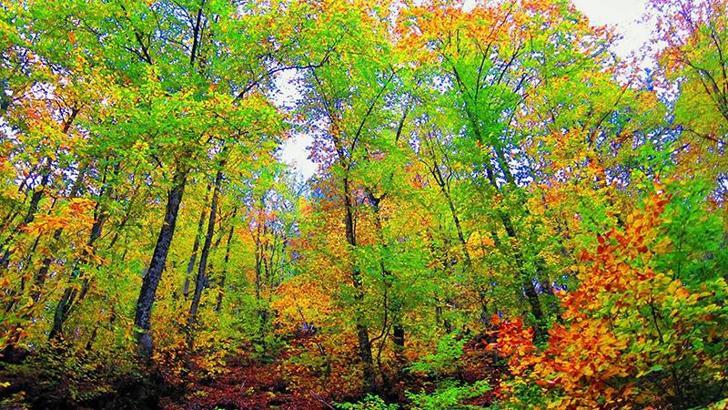 Çanakkale'de ormanlara giriş yasaklandı