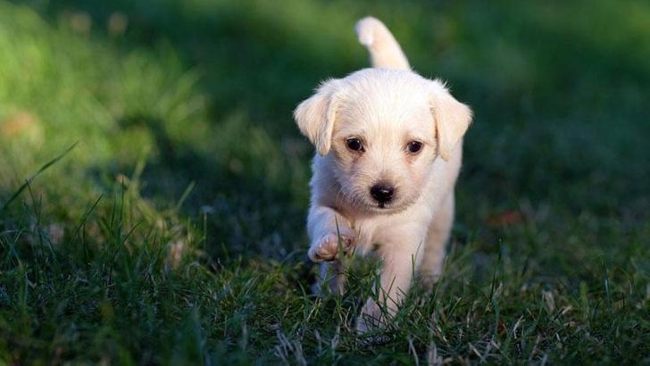 Köpek sahiplenmek isterken dolandırıldı