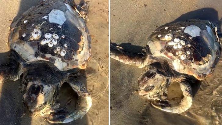 Edirne’de sahile ölü caretta caretta vurdu