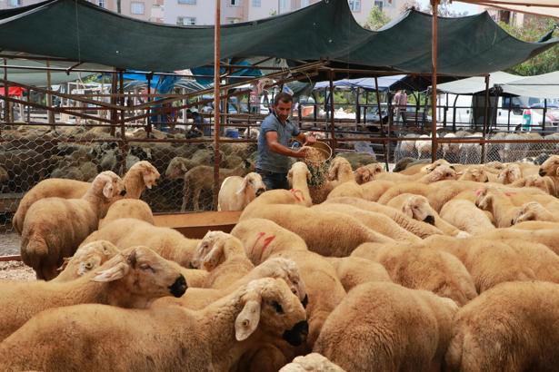 Adana’da kurbanlık kilogram fiyatları belirlendi