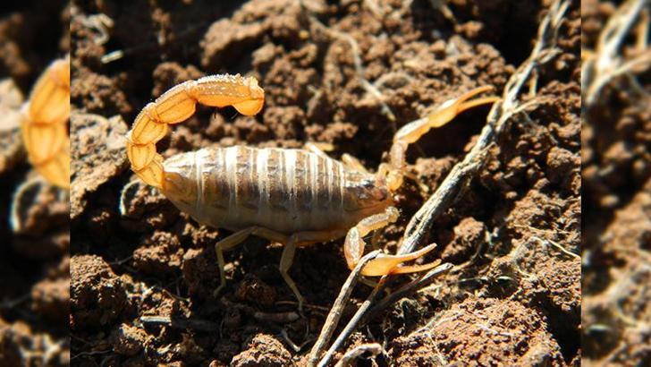40 yıldır bilinen akrebin, yeni bir tür olduğu keşfedildi