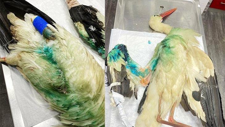 Avcıların vurduğu leylek, bir daha uçamayacak