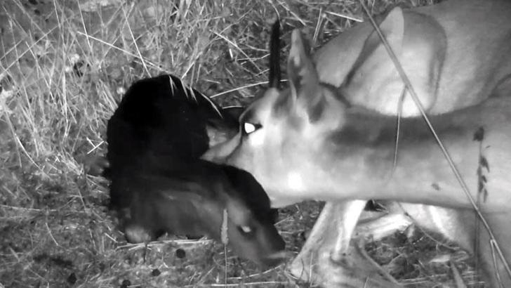 Hatay'da yılın 4'üncü dağ ceylanı dünyaya geldi