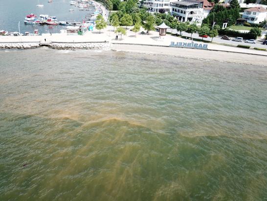 İzmit Körfezi’ndeki renk değişiminin sebebi, 'fitoplankton' çıktı