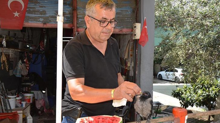 Uçamaz halde bulup, sahiplendiği yavru kargayı elleriyle besliyor