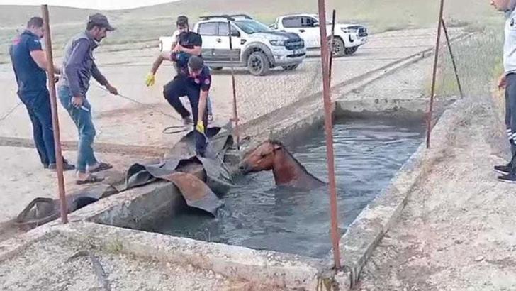 Batman'da atık petrol kuyusuna düşen atı itfaiye kurtardı