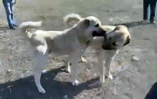 Kangal dövüşü görüntülerine soruşturma