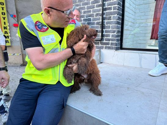İstanbul - Küçükçekmece'de enkazdan köpek 'cookie' de kurtarıldı
