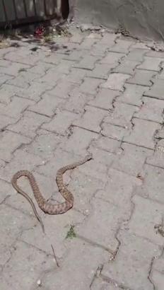 Siirt’te sokakta 1,5 metrelik yılan kamerada
