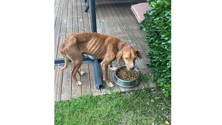 İşkenceye uğramış köpek sahiplendirildi