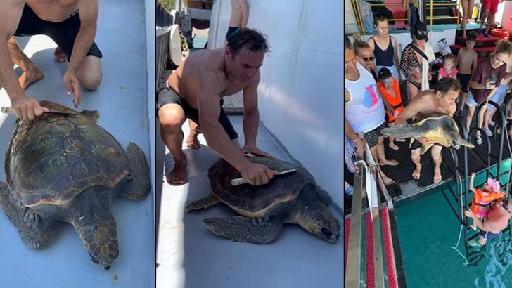 Misinaya dolanan deniz kaplumbağası kurtarıldı