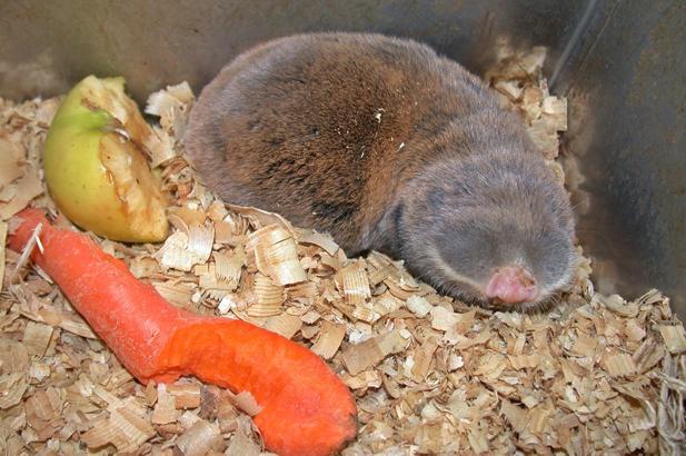 Tıp ve arkeolojinin ilgi odağı 'kör fareleri' 40 yıldır inceliyor: Yer altında açtıkları tünellerde düzenli bir yaşamları var