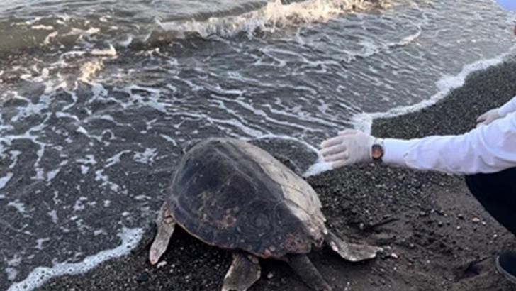 Tedavisi 2 yılda tamamlanan caretta caretta denize bırakıldı