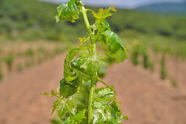 Bergama'nın geleneksel üzümleri yeniden canlanıyor