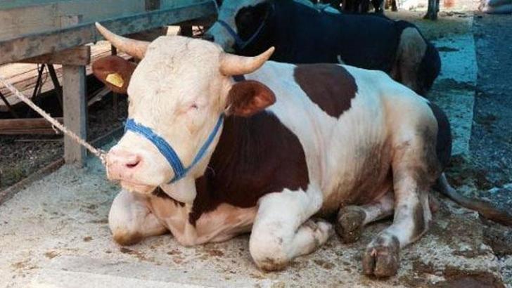 Yasak alanlarda kurban kesenlere 4 bin 810 lira ceza uygulanacak