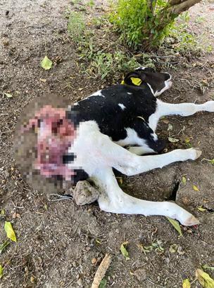 Sokak köpekleri buzağıya saldırdı