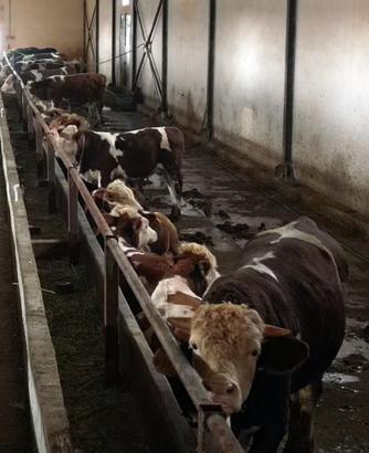 Erzurum'da 'kurbanlık oteli'