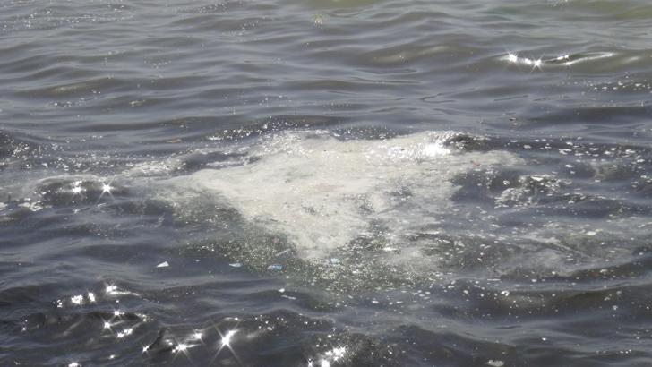 İzmit Körfezi'nde müsilaj benzeri tabakalar görüldü; numune alındı