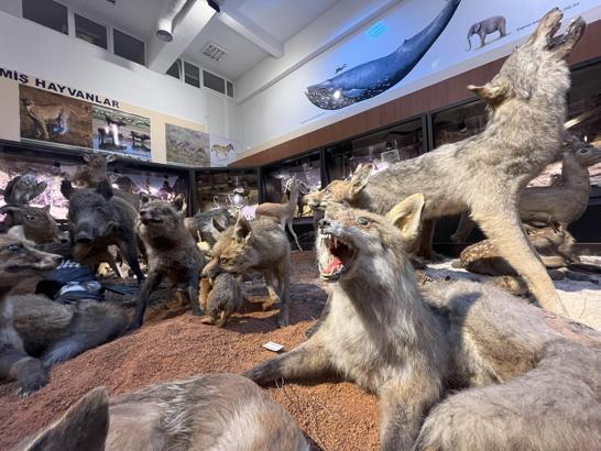 Trafik kazasında ve doğada ölen hayvanlar, tahnit edilerek BUÜ Zooloji Müzesi'nde sergileniyor