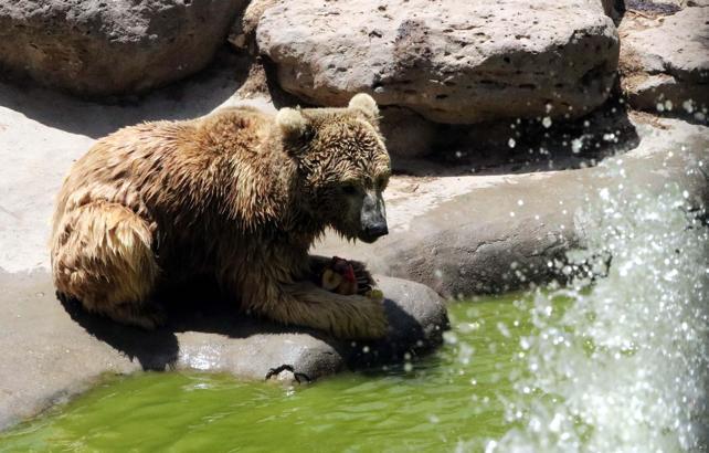 Hayvanat bahçesinde 40 derece sıcakta hayvanlara buzlu kokteyl