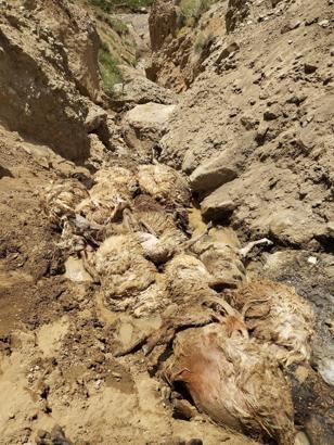 Sürüdeki koyunun peşinden 27 koyun daha uçuruma atlayıp öldü