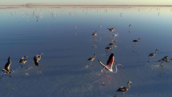 Tarım ve Orman Bakanlığı: 10 yılda 154 turna halkalandı