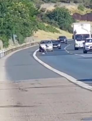 İstanbul - Beykoz'da metrelerce koştu; araçları durdurarak yoldaki kaplumbağayı ezilmekten kurtardı