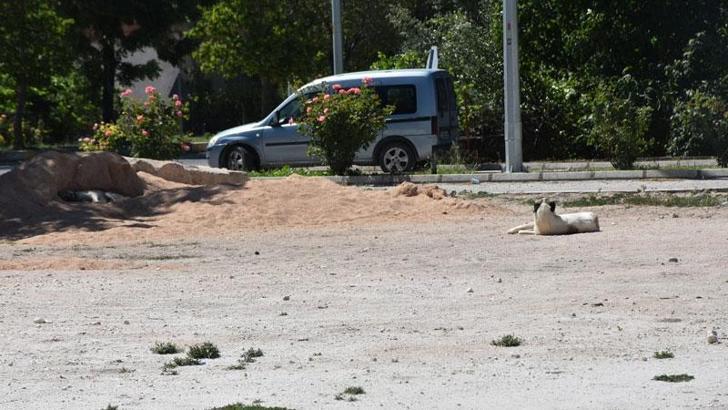 Karantinaya neden olan köpeğin testi negatif çıktı