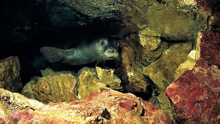 Akdeniz foklarına 'kürek sörfü' tehdidi