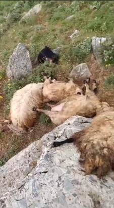 Van'da yıldırım düştü; sürüdeki 23 koyun öldü