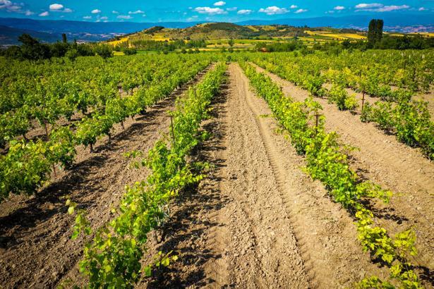 Erbaa Narince Bağ Yaprağında bu yıl gelir beklentisi 2 milyar lira