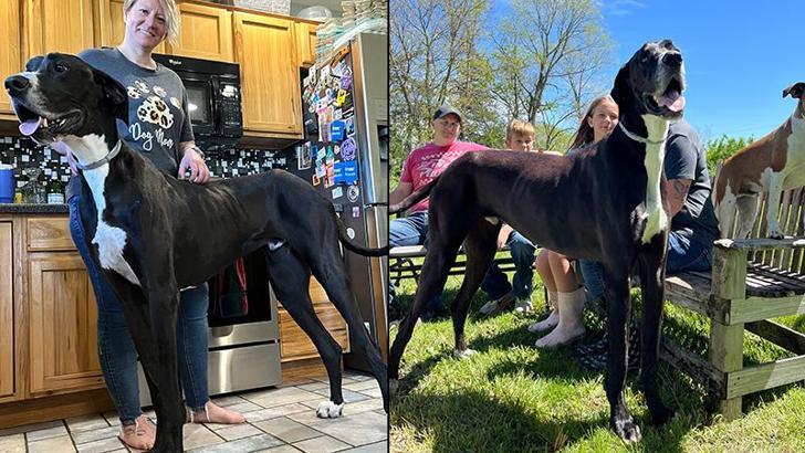 Dünyanın en uzun köpeği hayatını kaybetti