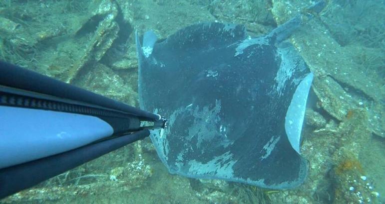 Dalışta, kuyruğu kesilip, halat bağlanmış vatozu görüntüledi