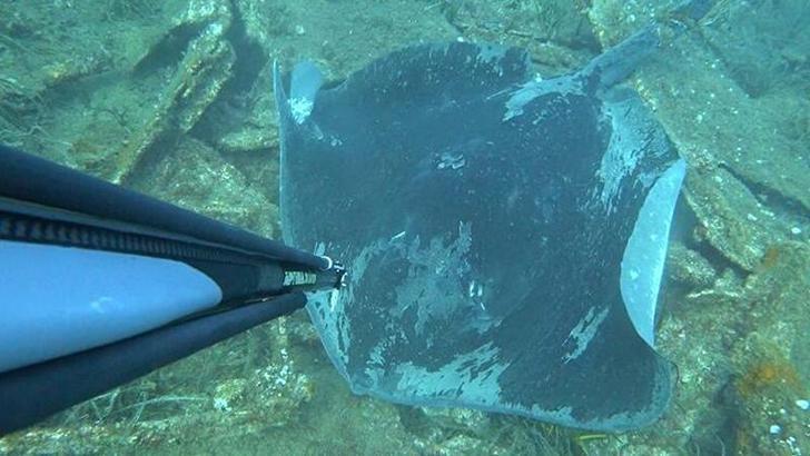 Dalışta, kuyruğu kesilip, halat bağlanmış vatozu görüntüledi