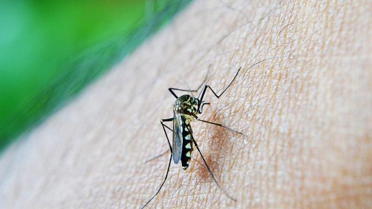 ABD’de sivrisineğe bağlı Dang humması vakaları hızla artıyor