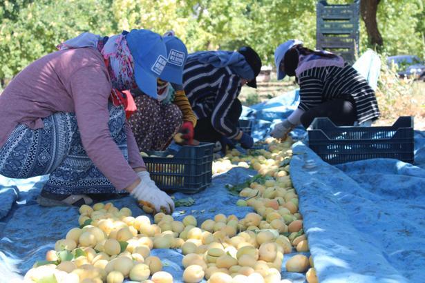 Malatya'da kayısı hasadı başladı - Malatya Haberleri