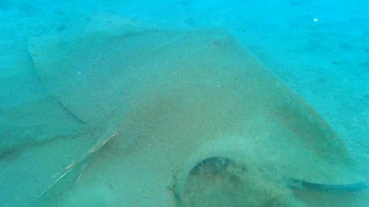 Vatoz ve köpekbalıklarının nesli korunacak