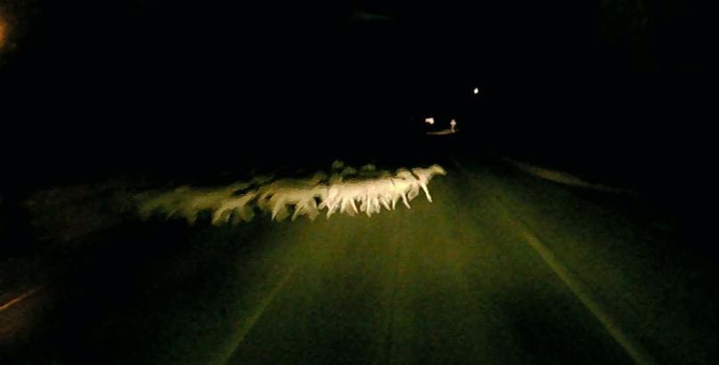 Edirne’de minibüsün çarptığı sürüdeki 16 koyun öldü