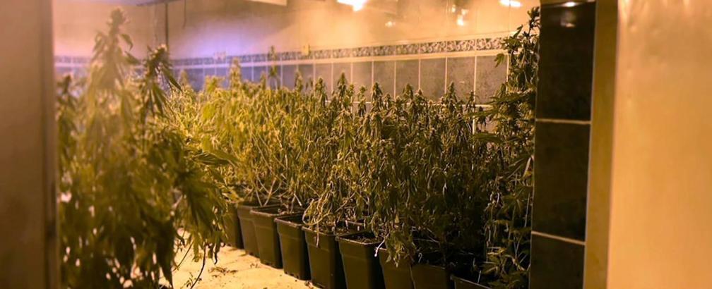 Tekirdağ'da iş yerinde bin 973 kök skunk ve 16 kilo esrar ele geçirildi